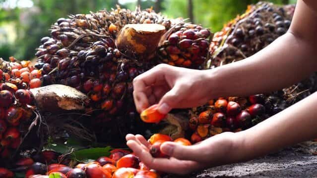 hand displaying fresh palm produce